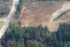 closeup of tree stripping at north end of pacific raceways